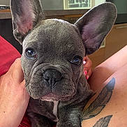 Blue a rejoint le concours — aidez-le/la à gagner de superbes lots ! dog, puppy, french_bulldog, close_up, ears, tattoo, human_hand, indoor, pet, cute, resting, animal, brown_skin, paw, face, canine, young_dog, companion, domestic_animal, relaxed