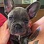 dog, puppy, french_bulldog, close_up, ears, tattoo, human_hand, indoor, pet, cute, resting, animal, brown_skin, paw, face, canine, young_dog, companion, domestic_animal, relaxed