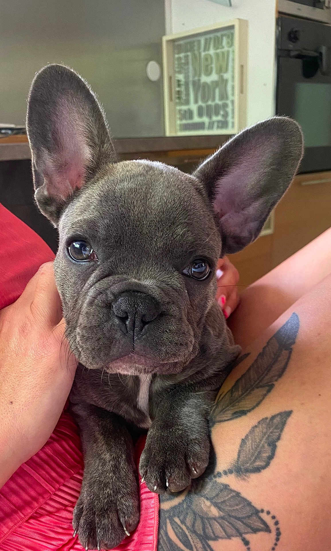 Blue a rejoint le concours — aidez-le/la à gagner de superbes lots ! dog, puppy, french_bulldog, close_up, ears, tattoo, human_hand, indoor, pet, cute, resting, animal, brown_skin, paw, face, canine, young_dog, companion, domestic_animal, relaxed