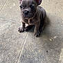 Blue participe au concours pour gagner de l'argent avec cette photo : puppy, dog, french_bulldog, pet, animal, cute, ears, floor, stone_floor, sitting, small, young, looking, indoor, adorable, fur, canine, companion, domestic_animal, alert