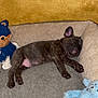 puppy, sleeping, dog, pet_bed, stuffed_toy, blue_bear, blue_cat, cozy, indoor, brown_puppy, nap, animal, cute, relaxing, soft, furry, toy, resting, young_dog, home