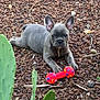 Blue a rejoint le concours — aidez-le/la à gagner de superbes lots ! dog, puppy, french_bulldog, toy, bone_toy, gravel, outdoor, cactus, green_plant, pet, animal, cute, small_dog, lying_down, playful, nature, young_dog, ears_up, looking_at_camera, desert_plant