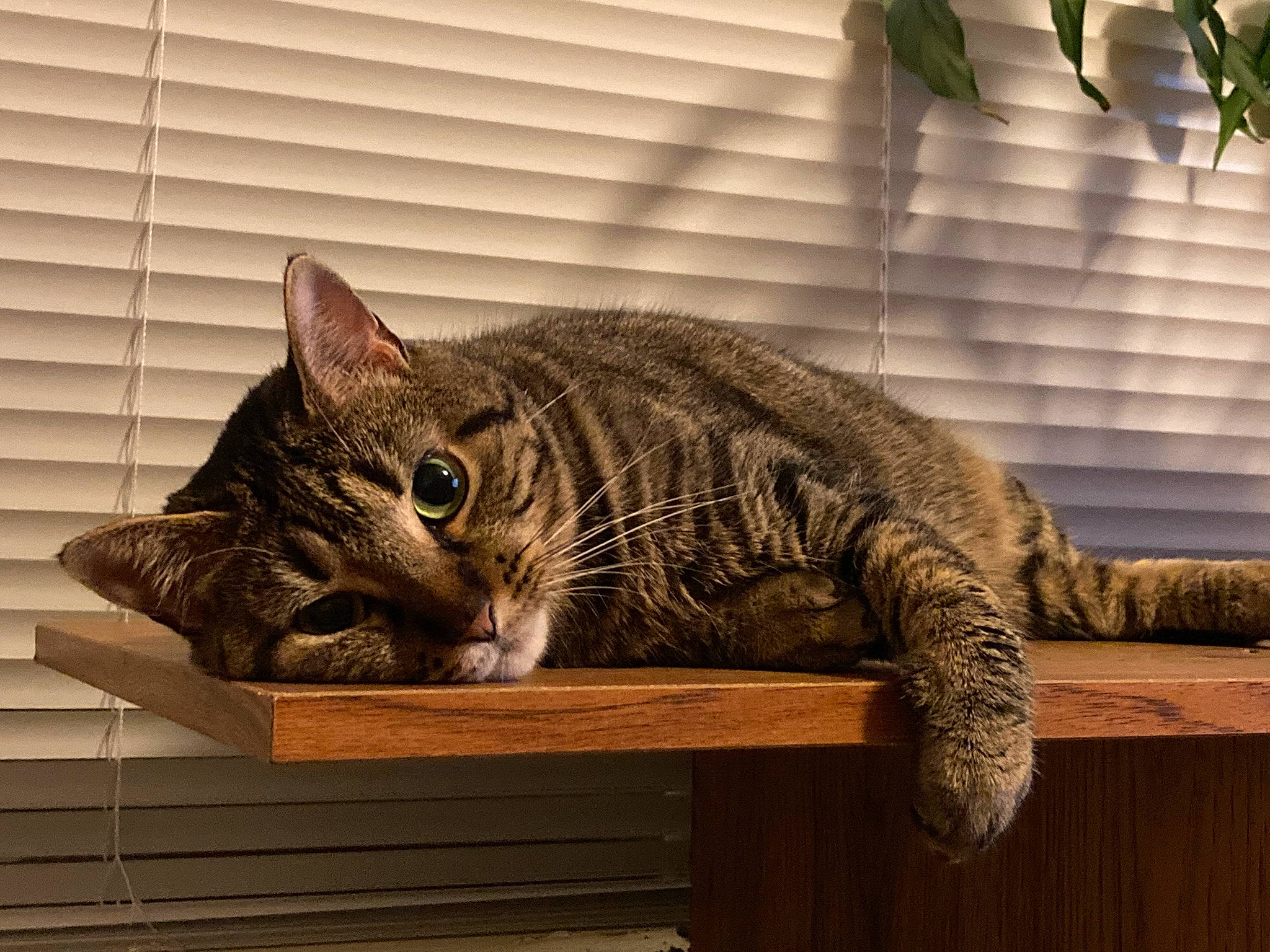Brittany is registered to the contest to win money with this photo: carnivore, cat, cat_supply, comfort, domestic_short_haired_cat, felidae, fur, grey, paw, plant, sitting, small_to_medium_sized_cats, snout, table, tail, terrestrial_animal, whiskers, wildlife, window, wood