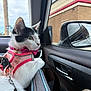 Paloma is registered to the contest to win money with this photo: cat, kitten, black_and_white, harness, leash, bow, bell, whiskers, car_interior, car_window, side_mirror, looking_out, portrait, fur, seat, parking_lot, building, sky, reflection, passenger_side