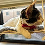 cat, kitten, pet, indoor, window, window_blinds, hammock, blanket, bell, bow, pink_bow, white_fur, black_fur, whiskers, paw, feline, resting, cozy, window_sill, portrait