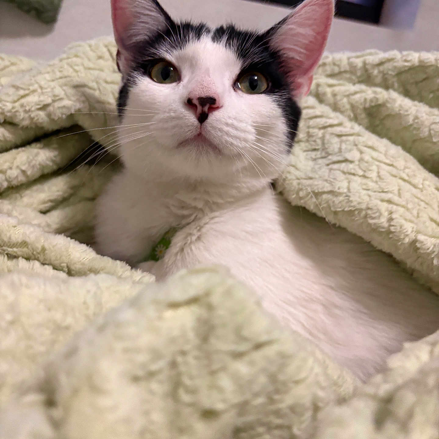 Paloma