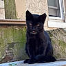 Ratina joined the competition — help win amazing prizes! black_cat, kitten, cat, animal, pet, sitting, tongue_out, golden_eyes, whiskers, fur, ears, tail, windowsill, wood, rustic, outdoors, building, weathered_wall, moss, portrait