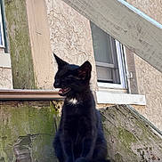 Ratina is registered to the contest to win money with this photo: cat, kitten, black_cat, sitting, open_mouth, meowing, outdoor, wood, wooden_ledge, weathered, moss, tree, building, window, rustic, portrait, animal, feline, black_fur, daylight