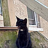 cat, kitten, black_cat, sitting, open_mouth, meowing, outdoor, wood, wooden_ledge, weathered, moss, tree, building, window, rustic, portrait, animal, feline, black_fur, daylight