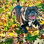 Rocco is registered to the contest to win money with this photo: dog, black_dog, autumn_leaves, grass, outdoor, happy, playful, tongue_out, collar, pet, nature, fall, leaf_litter, canine, close_up, smiling, daylight, animal, fur, park