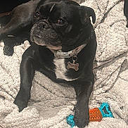 Rocco is registered to the contest to win money with this photo: animal, black_dog, blanket, canine, chew_toy, collar, companion, cozy, cute, dog, domestic_animal, fur, indoor, laying, paw, pet, relaxed, resting, soft_texture, toy