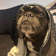 Rocco joined the competition — help win amazing prizes! dog, blanket, close_up, pet, cozy, fur, indoor, brown, black, white, animal, face, cute, wrapped, snug, portrait, canine, expression, looking_up, soft