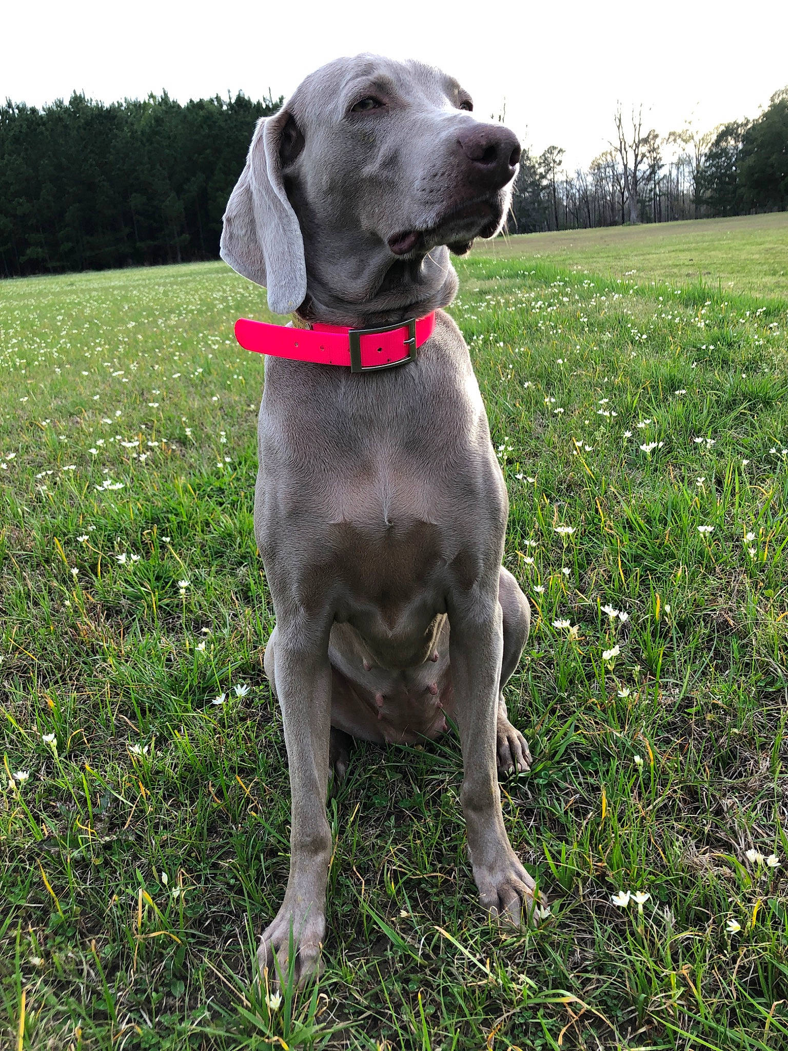 Willow joined the competition — help win amazing prizes! blue_lacy, canidae, carnivore, companion_dog, dog, dog_breed, grass, great_dane, hunting_dog, mammal, plant, pointing_breed, snout, sporting_group, tail, vertebrate, weimaraner, working_dog
