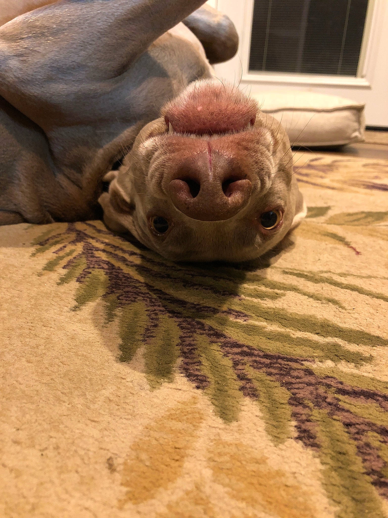 Willow joined the competition — help win amazing prizes! mouth, snout