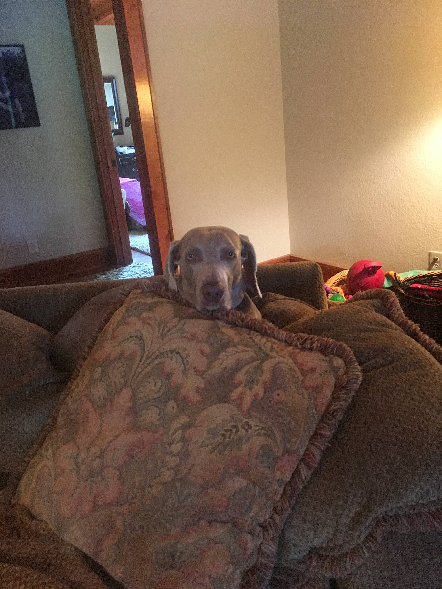 Willow is registered to the contest to win money with this photo: bed, bed_sheet, bedding, bedroom, canidae, carnivore, comfort, dog, dog_breed, fawn, furniture, home, house, linens, pointer, room, snout, sporting_group, textile, weimaraner