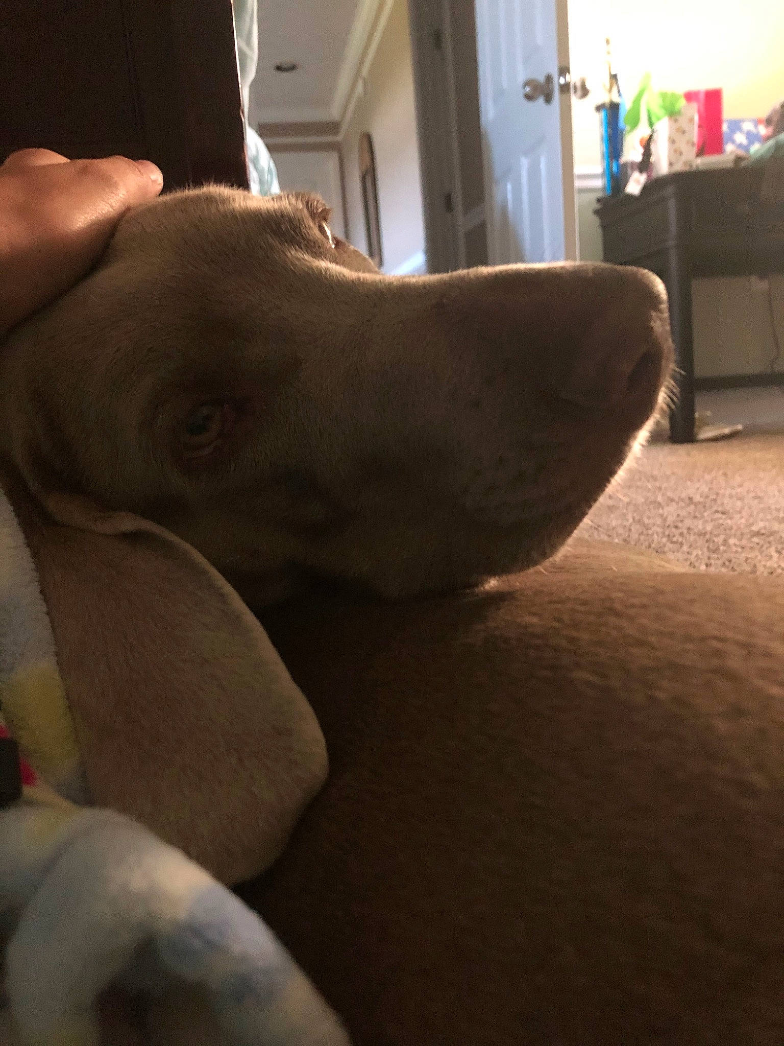 Willow joined the competition — help win amazing prizes! canidae, carnivore, companion_dog, dog, dog_breed, ear, fawn, head, jaw, non_sporting_group, nose, pointing_breed, snout, sporting_group, weimaraner