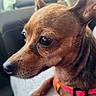 animal, brown_fur, car_interior, close_up, collar, companion, cute, dog, domestic_animal, ears, focused, indoor, nose, pet, pink_collar, portrait, seat, side_profile, small_dog, whiskers