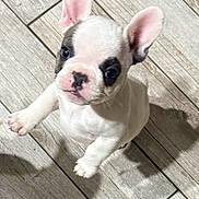 Dollar is registered to the contest to win money with this photo: dog, puppy, french_bulldog, pet, animal, ears, cute, looking_up, floor, tile, shadow, young, indoor, small, white, black_spot, adorable, playful, companion, alert