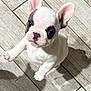 dog, puppy, french_bulldog, pet, animal, ears, cute, looking_up, floor, tile, shadow, young, indoor, small, white, black_spot, adorable, playful, companion, alert