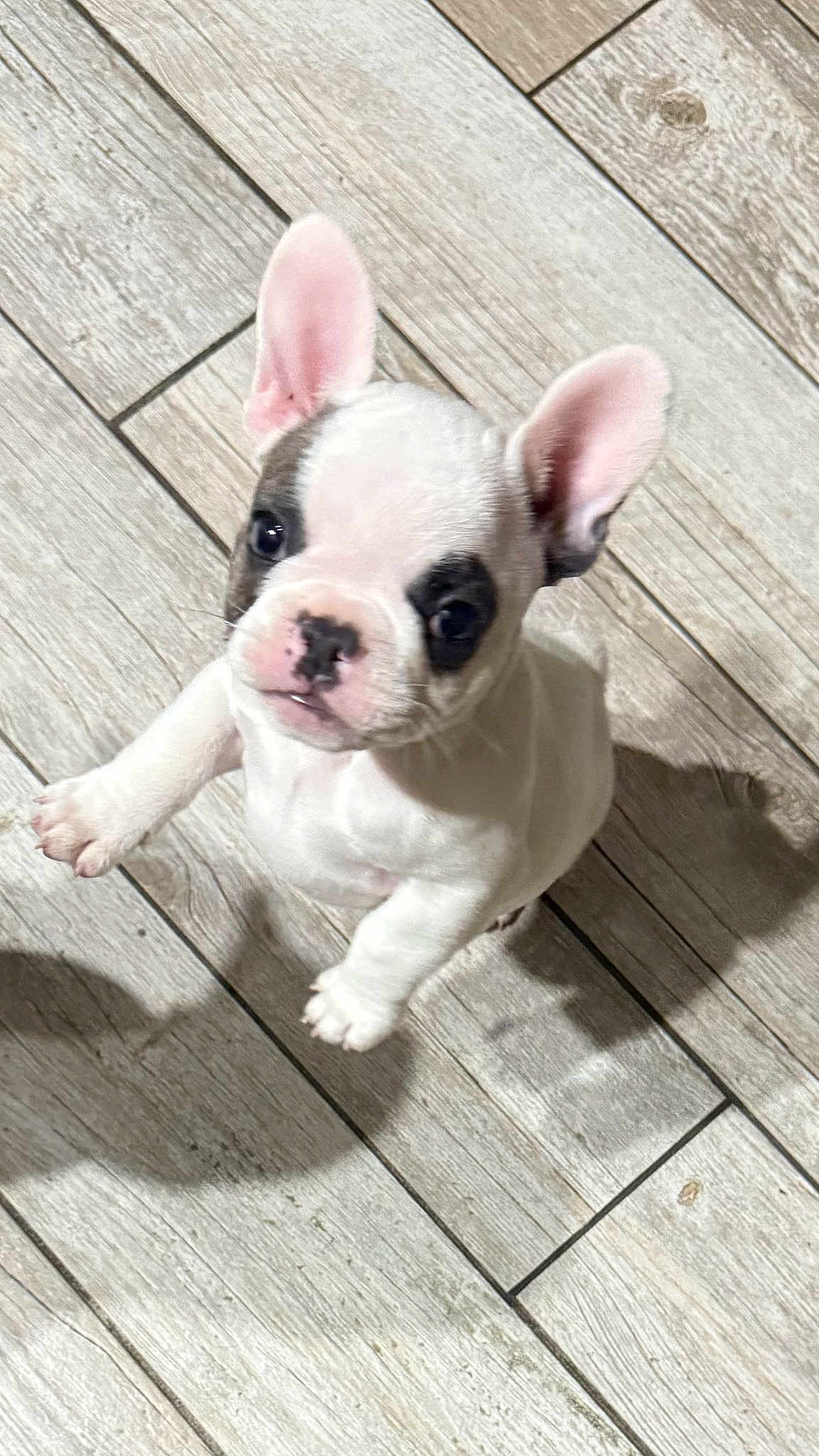 Dollar is registered to the contest to win money with this photo: dog, puppy, french_bulldog, pet, animal, ears, cute, looking_up, floor, tile, shadow, young, indoor, small, white, black_spot, adorable, playful, companion, alert