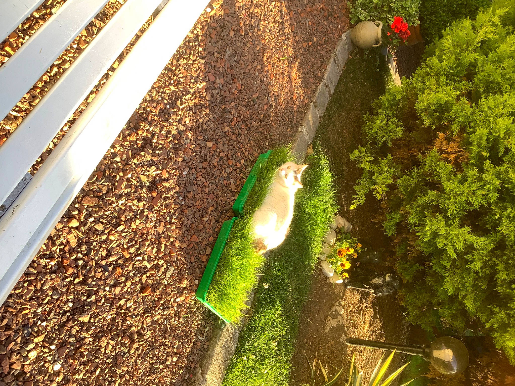 Kitty a rejoint le concours — aidez-le/la à gagner de superbes lots ! asphalt, garden, grass, landscape, lawn, plant, reflection, road, road_surface, roof, shadow, shrub, sidewalk, soil, street_light, tints_and_shades, tree, trunk, walkway, wood