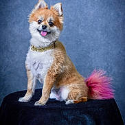 Butternut is registered to the contest to win money with this photo: dog, pomeranian, fluffy, tongue_out, collar, pink_tail, sitting, portrait, studio, pet, cute, happy, fur, animal, indoor, blue_background, black_surface, small_dog, playful, friendly