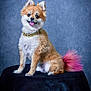 dog, pomeranian, fluffy, tongue_out, collar, pink_tail, sitting, portrait, studio, pet, cute, happy, fur, animal, indoor, blue_background, black_surface, small_dog, playful, friendly