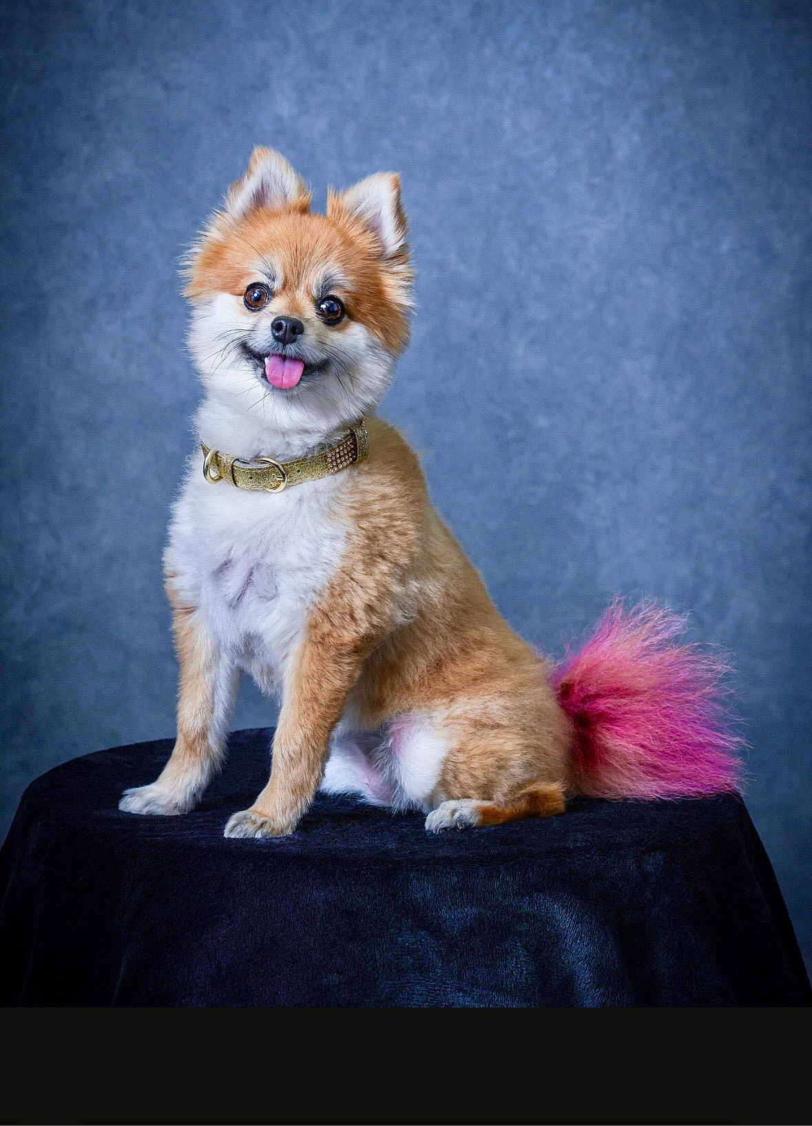 Butternut is registered to the contest to win money with this photo: dog, pomeranian, fluffy, tongue_out, collar, pink_tail, sitting, portrait, studio, pet, cute, happy, fur, animal, indoor, blue_background, black_surface, small_dog, playful, friendly