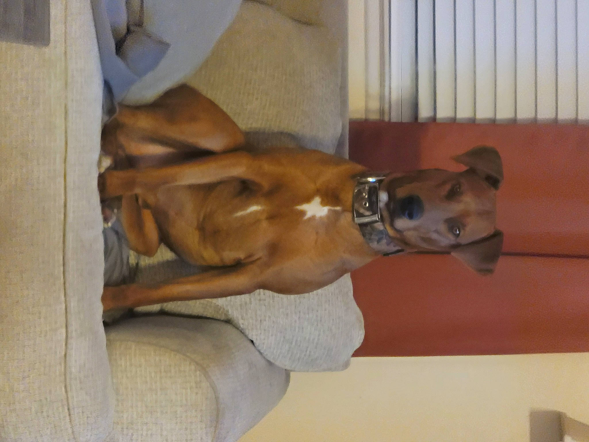 Samson is registered to the contest to win money with this photo: canidae, carnivore, comfort, companion_dog, dog, dog_breed, elbow, fawn, hardwood, jaw, liver, non_sporting_group, pet_supply, sporting_group, tail, terrestrial_animal, wood, working_animal