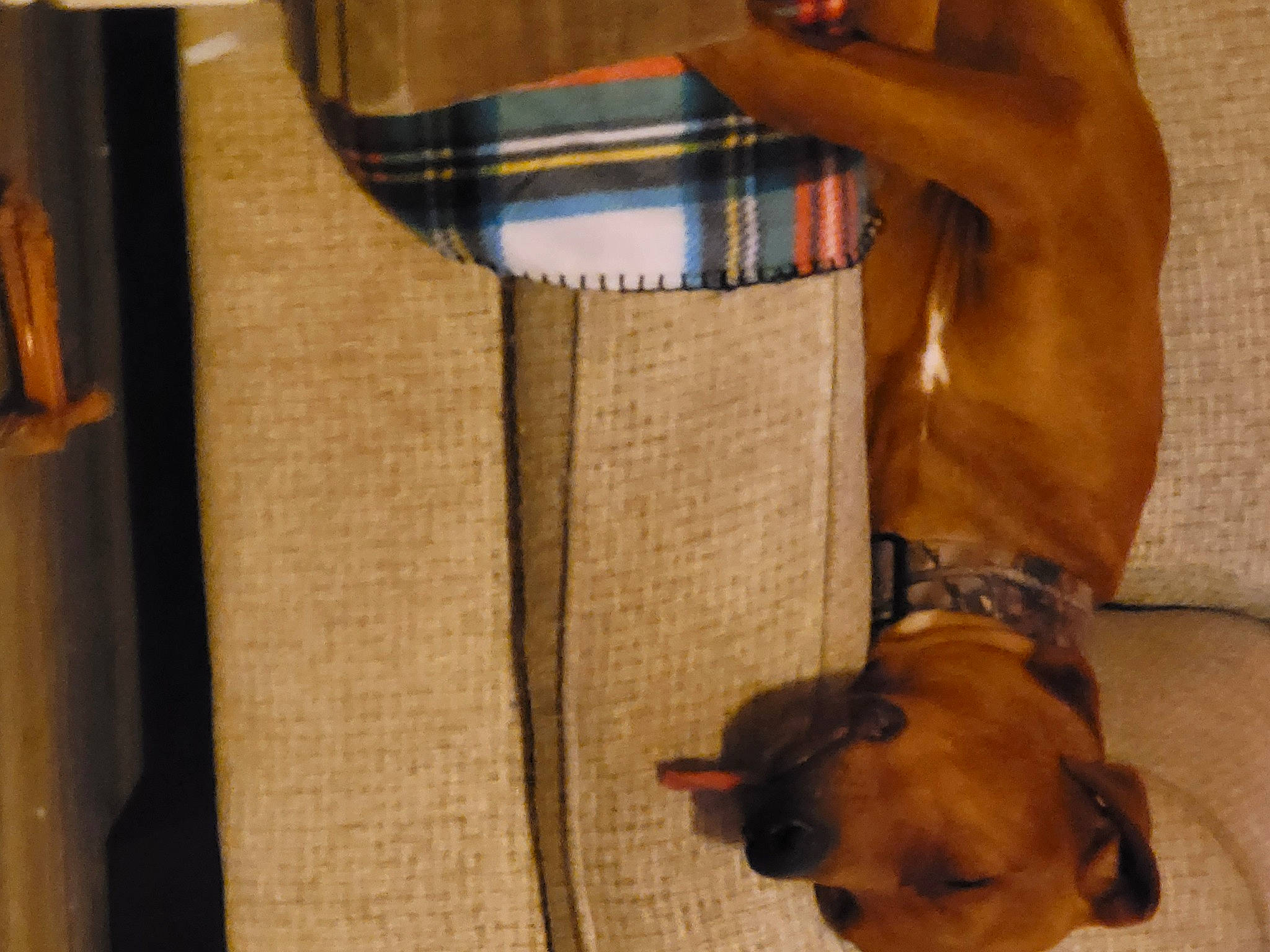 Samson is registered to the contest to win money with this photo: abdomen, carnivore, chest, comfort, companion_dog, dog, dog_breed, fashion_accessory, fawn, liver, packing_materials, paper_bag, pet_supply, shipping_box, sleeve, sporting_group, trunk, wood, working_animal, wrist