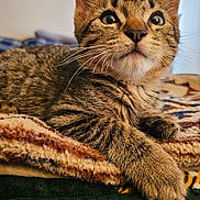 Bowie joined the competition — help win amazing prizes! cat, kitten, tabby, whiskers, ears, eyes, fur, paw, blanket, cozy, indoor, closeup, pet, animal, cute, feline, resting, soft, young, curious