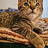 cat, kitten, tabby, whiskers, ears, eyes, fur, paw, blanket, cozy, indoor, closeup, pet, animal, cute, feline, resting, soft, young, curious