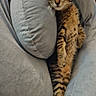 Bowie is registered to the contest to win money with this photo: cat, kitten, tabby, sleeping, couch, pillow, furniture, relaxed, cozy, indoor, pet, animal, fur, whiskers, cute, resting, comfortable, nap, domestic, striped