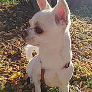 Pacco participe au concours pour gagner de l'argent avec cette photo : dog, small_dog, white_dog, outdoor, leaves, tree, sunlight, nature, pet, animal, ears, sitting, curious, fur, collar, harness, ground, greenery, fall, daylight