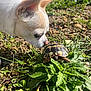 Pacco a rejoint le concours — aidez-le/la à gagner de superbes lots ! dog, turtle, grass, outdoor, nature, greenery, pet, animal, curious, close_up, leaf, sunlight, small, wildlife, snout, shell, mammal, reptile, ground, interaction