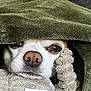 Pacco participe au concours pour gagner de l'argent avec cette photo : dog, blanket, plush_toy, snuggling, cozy, brown_nose, sleepy_eyes, pet, indoor, closeup, fur, cute, comfort, resting, face, animal, soft, warm, relaxing, texture