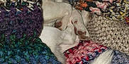 Pacco participe au concours pour gagner de l'argent avec cette photo : dog, sleeping, blanket, knitted_blanket, cozy, cute, small_dog, chihuahua, fur, tail, resting, indoors, comfort, colorful, textile, warm, relaxation, paws, animal, pet