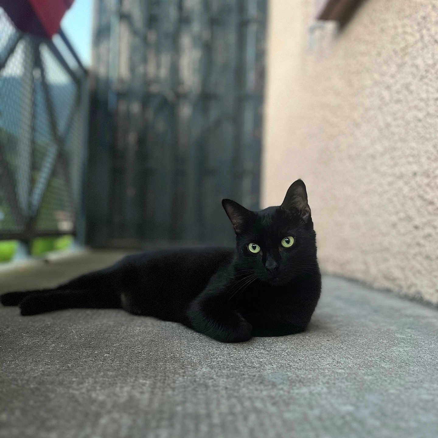 T-Pex a rejoint le concours — aidez-le/la à gagner de superbes lots ! alone, animal, black_cat, blurred_background, calm, cat, close_up, concrete_floor, domestic_cat, feline, gate, green_eyes, lying_down, natural_light, outdoor, pet, portrait, quiet, relaxed, wall