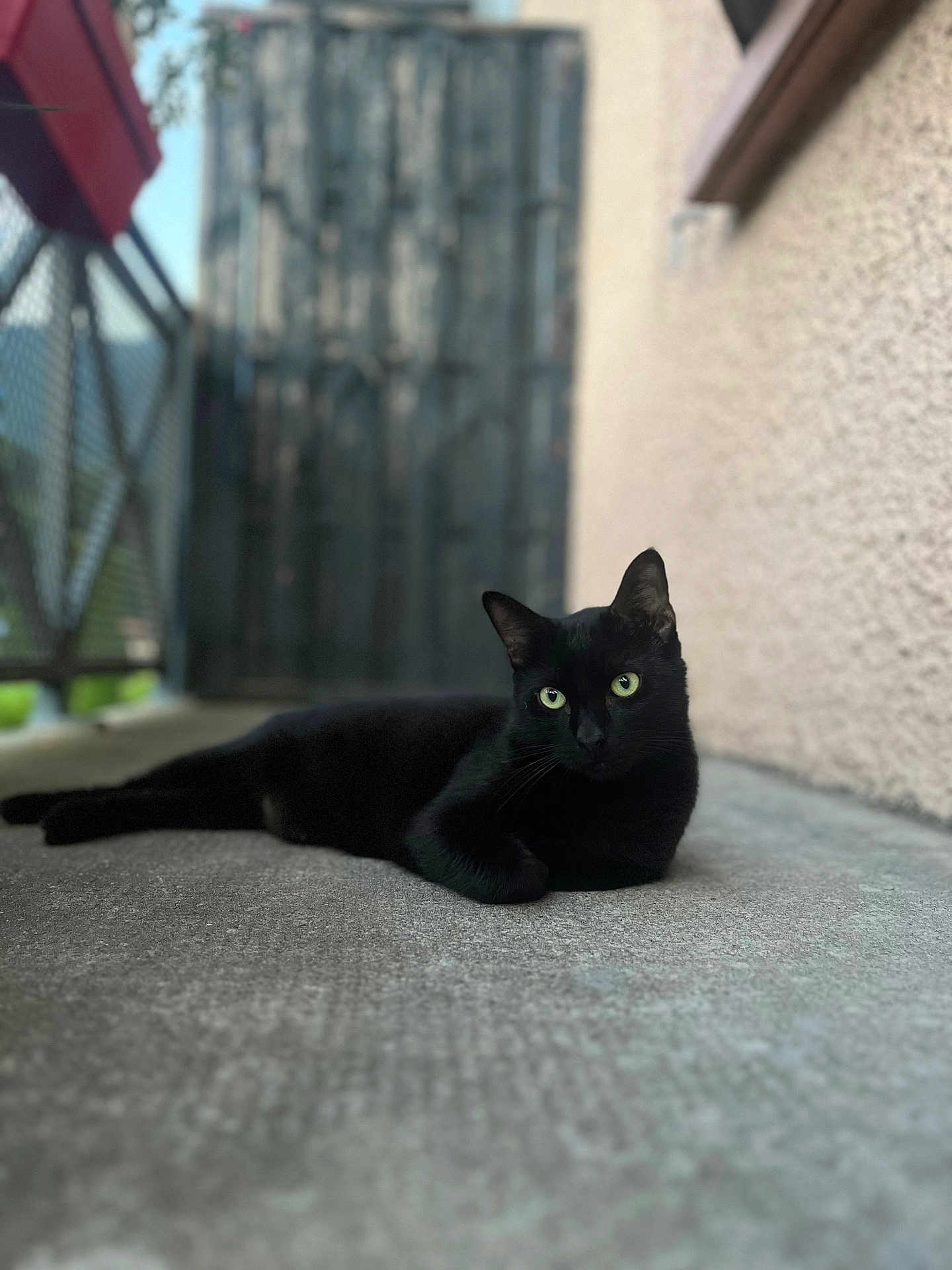 T-Pex a rejoint le concours — aidez-le/la à gagner de superbes lots ! black_cat, cat, animal, pet, outdoor, green_eyes, relaxed, lying_down, concrete_floor, blurred_background, gate, wall, feline, close_up, natural_light, quiet, calm, portrait, domestic_cat, alone
