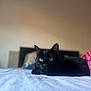T-Pex a rejoint le concours — aidez-le/la à gagner de superbes lots ! black_cat, cat, pet, bed, blanket, indoor, feline, animal, resting, lying_down, green_eyes, domestic_cat, fur, whiskers, ears, comfort, relaxation, home, soft_texture, polka_dot