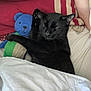 black_cat, sleeping, bed, blanket, stuffed_toy, teddy_bear, cozy, indoor, cute, pet, animal, fur, paws, resting, comfort, soft, nap, domestic_cat, cuddling, friendly