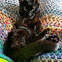 cat, black_cat, pet, animal, feline, knitted_blanket, colorful, cozy, indoor, relaxed, fur, paw, tail, resting, cute, looking, closeup, texture, home, comfy