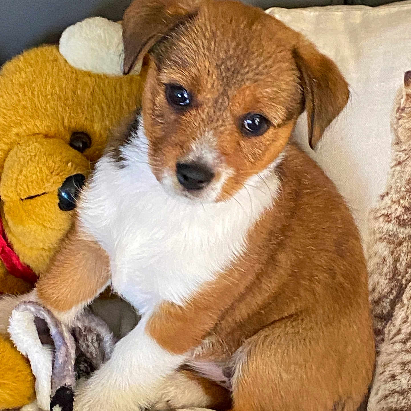 Molly a rejoint le concours — aidez-le/la à gagner de superbes lots ! animal, canine, couch, cushion, dog, dogbed, furniture, homedecor, hound, pet, pillow, plush, puppy, snout, teddybear, toy