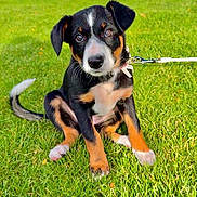 Koko joined the competition — help win amazing prizes! puppy, dog, grass, leash, collar, outdoor, pet, animal, sitting, cute, young, black, brown, white, ears, eyes, tail, nature, playful, adorable