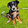 puppy, dog, grass, leash, collar, outdoor, pet, animal, sitting, cute, young, black, brown, white, ears, eyes, tail, nature, playful, adorable