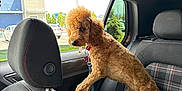 Tennessee is registered to the contest to win money with this photo: dog, poodle, car_interior, back_seat, window, leash, curly_fur, plaid_seat_cover, headrest, parking_lot, daytime, curious, pet, animal, vehicle, red_collar, urban, outdoor_view, seatbelt, transportation