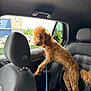 dog, poodle, car_interior, back_seat, window, leash, curly_fur, plaid_seat_cover, headrest, parking_lot, daytime, curious, pet, animal, vehicle, red_collar, urban, outdoor_view, seatbelt, transportation
