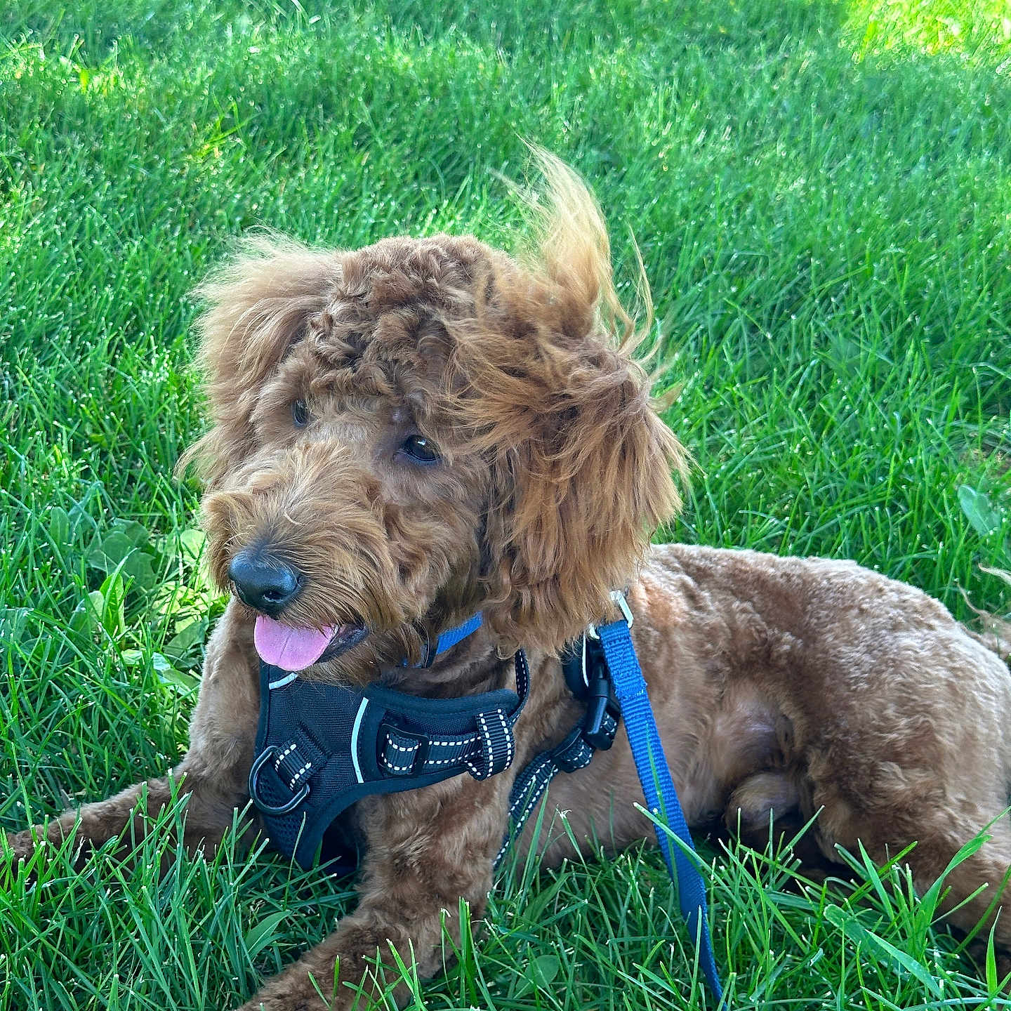 Tennessee joined the competition — help win amazing prizes! animal, brown_dog, canine, closeup, curly_fur, daytime, dog, grass, greenery, happy, harness, leash, nature, outdoor, panting, pet, resting, summer, sunlight, tongue_out