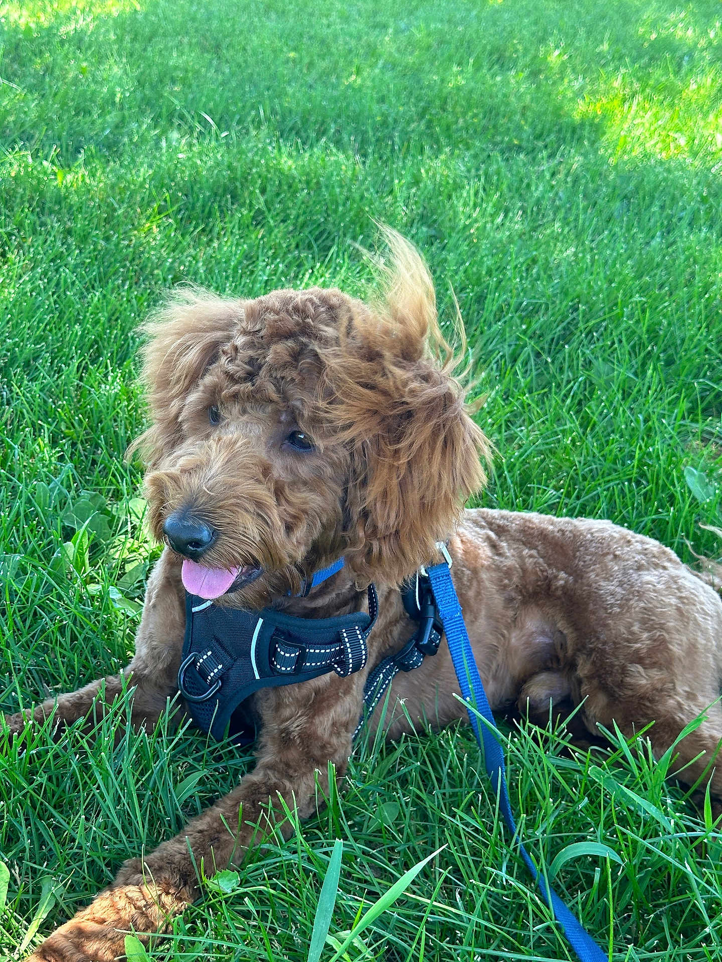 Tennessee joined the competition — help win amazing prizes! dog, brown_dog, curly_fur, grass, outdoor, pet, canine, animal, leash, harness, panting, sunlight, nature, happy, resting, summer, greenery, tongue_out, closeup, daytime