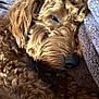 Tennessee is registered to the contest to win money with this photo: dog, curly_hair, sleeping, close_up, nose, fur, pet, cozy, blanket, purple, resting, animal, cute, relaxing, soft_texture, indoors, mammal, companion, fur_texture, calm